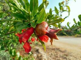 beschwingt Granatapfel Blume blühen auf ein Baum Ast foto