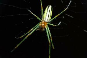 Spinnweben, Spinnweben im das Garten, wild Insekten, schwarz Hintergrund foto