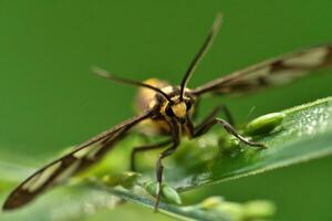 Makro Insekt, Makro extrem von Kapitän Schmetterling im das Tierwelt foto