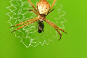 Spinnweben, Spinnweben im das Garten, wild Insekten, Grün Hintergrund foto