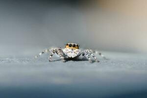 Springen Spinne mit verwischen Hintergrund im draussen foto