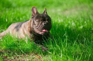 das Hund von das Französisch Bulldogge Rasse Lügen auf das Grün Gras. ein Haustier, ein Tier. foto