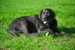 schwarz Labrador Retriever Hund Lügen auf Grün Gras. Porträt von ein Vollblut- Hund. foto