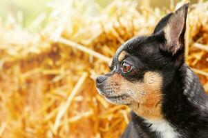 Chihuahua dreifarbig Hund auf ein Stroh Hintergrund. Porträt von ein klein Hund. foto