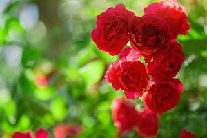 rot Rosen auf ein Grün verschwommen Hintergrund. Blumen sind Blühen. foto