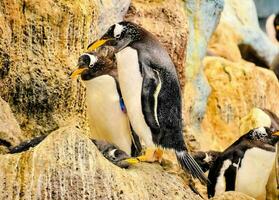 Pinguine im Aquarium foto