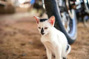 süß wenig Weiß flauschige inländisch Kätzchen auf ein verschwommen Hintergrund foto