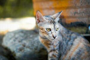 Porträt von ein jung Tabby Katze mit ein verwischen oder Bokeh Hintergrund foto