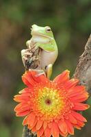 Makro Bühne von Frosch und Orange Blume foto