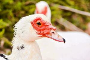 Ente Porträt Nahansicht foto