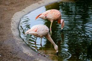 schön Rosa Flamingos foto