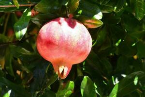 Granatapfel Obst Nahansicht foto