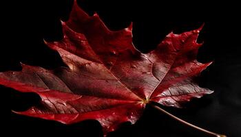 beschwingt Ahorn Blatt, Schönheit im Natur Farben generiert durch ai foto