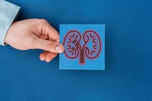 Erwachsene Hand halten Niere geformt Papier auf texturiert Blau Hintergrund, Welt Niere Tag, National Organ Spender Tag, Nächstenliebe Spende Konzept. foto