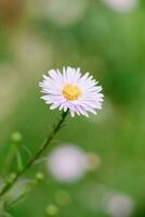 schön Rosa Gänseblümchen Blume im das Sommer- Garten foto