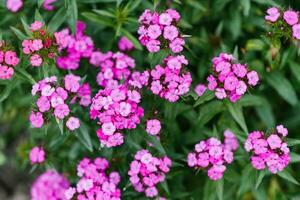 schön Rosa Blumen von Türkisch Nelke im Sommer- im das Garten foto