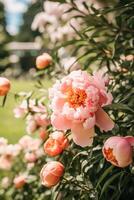 Blume Garten, Gartenarbeit und Landschaft Natur, schön Pfingstrose Blumen, Pfingstrosen Blühen auf ein sonnig Tag, generativ ai foto