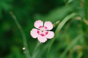 schön doppelt Rosa Nelke Blume im das Sommer- Garten foto