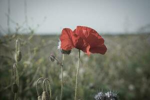 Mohn Blume isoliert im Kornfeld. Blau Kornblumen im Hintergrund. Landschaft foto