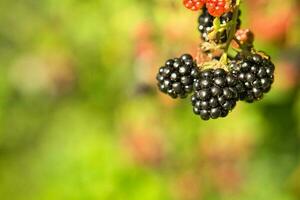 Brombeere auf das Ast. reif Frucht. Vitamin Reich Frucht. schließen oben von Essen foto