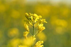 vergewaltigen mit Gelb Blumen im das Raps Feld. Produkt zum essbar Öl und bio Treibstoff foto