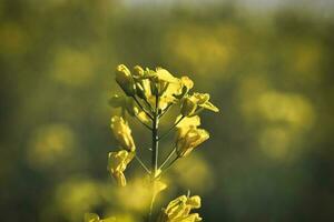 vergewaltigen mit Gelb Blumen im das Raps Feld. Produkt zum essbar Öl und bio Treibstoff foto