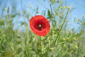 Mohn Blume im Kornfeld. rot Blütenblätter im Grün Feld. Landwirtschaft auf das Straßenrand. foto