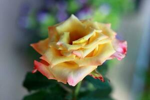 Blühen Gelb Rose auf das Baum foto