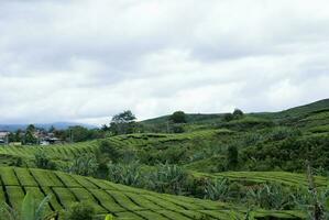 Tee Garten im das Bereich von montieren Kerinci, Jambi, Indonesien foto