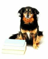 süßer Hund mit Büchern foto