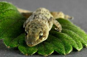 wenig Gecko auf das Blatt foto