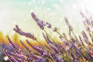 Lavendelfeld in der Provence Frankreich foto