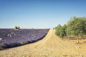 Lavendelfeld in der Provence Frankreich foto