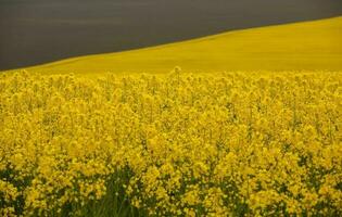 Raps Feld mit Gelb. Raps Feld im blühen im Frühling. Pflanze zum Grün Energie. Biotreibstoff produziert von Raps foto