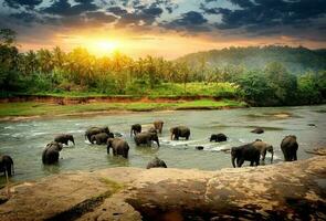 Elefanten im Urwald foto