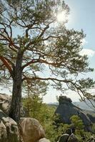 ein Kiefer Baum wächst auf oben von ein Felsen im das Berge foto