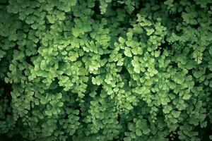 adiantum capillus veneris, schwarz Mädchenhaar Farn, foto