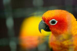 Orange und rot Lovebird Papagei Kopf auf verschwommen Hintergrund foto