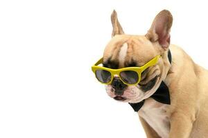 süß braun Französisch Bulldogge tragen Sonnenbrille und schwarz Bogen Krawatte isoliert foto