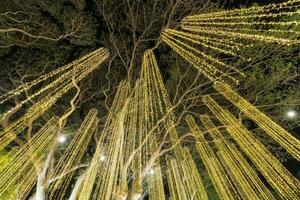 Erleuchtung im Nacht auf groß Baum beim König Narai Palast foto