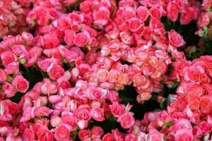 schön rot Begonie Blume Blühen im Garten foto