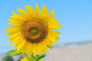 schön Sonnenblume Blühen auf Sommer- mit Blau Himmel foto