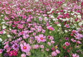 schön Kosmos Blumen Blühen im Kosmos Feld foto