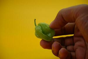 das Katokkon Chili Das ist Sein gehaltenen. Grün toraja Chili isoliert auf Gelb Hintergrund. einer von das am heißesten Chilischoten im Indonesien. foto