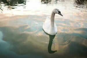 Schwan im Wasser des Sonnenuntergangs foto