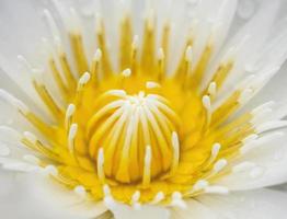 Makro Lotus oder Seerose Hintergrund