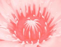 Makro Lotus oder Seerose Hintergrund Pantone Farbe des Jahres 2019 Lebende Koralle