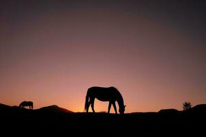 Pferdeschattenbild auf dem Land und schöner Sonnenunterganghintergrund foto