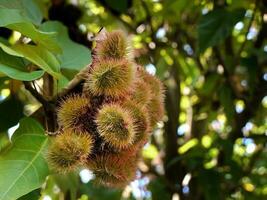 schließen oben Grün unreif jung Rambutan Obst auf Baum wachsend im das lokal Menschen Garten, Thailand. verschwommen Hintergrund foto