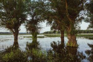 Landschaft von ein überflutet Wiese mit Bäume im das Vordergrund. Bäume im das Wasser folgenden das Flut wie ein Ergebnis von global Erwärmen. foto